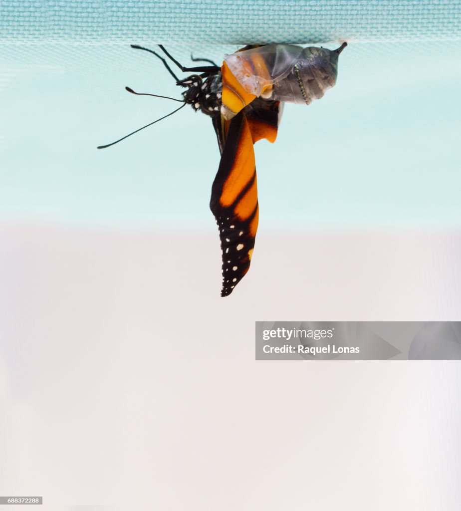 Butterfly emerging from chrysalis