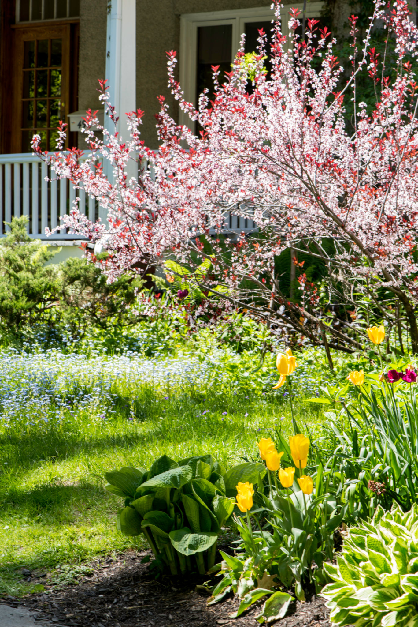 front yard landscape