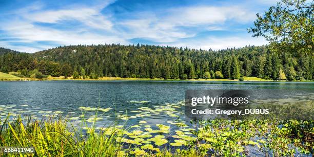 merveilleuse petite altitude français genin au milieu de la forêt de pins sauvages en été dans les montagnes du jura - paysage france foret photos et images de collection