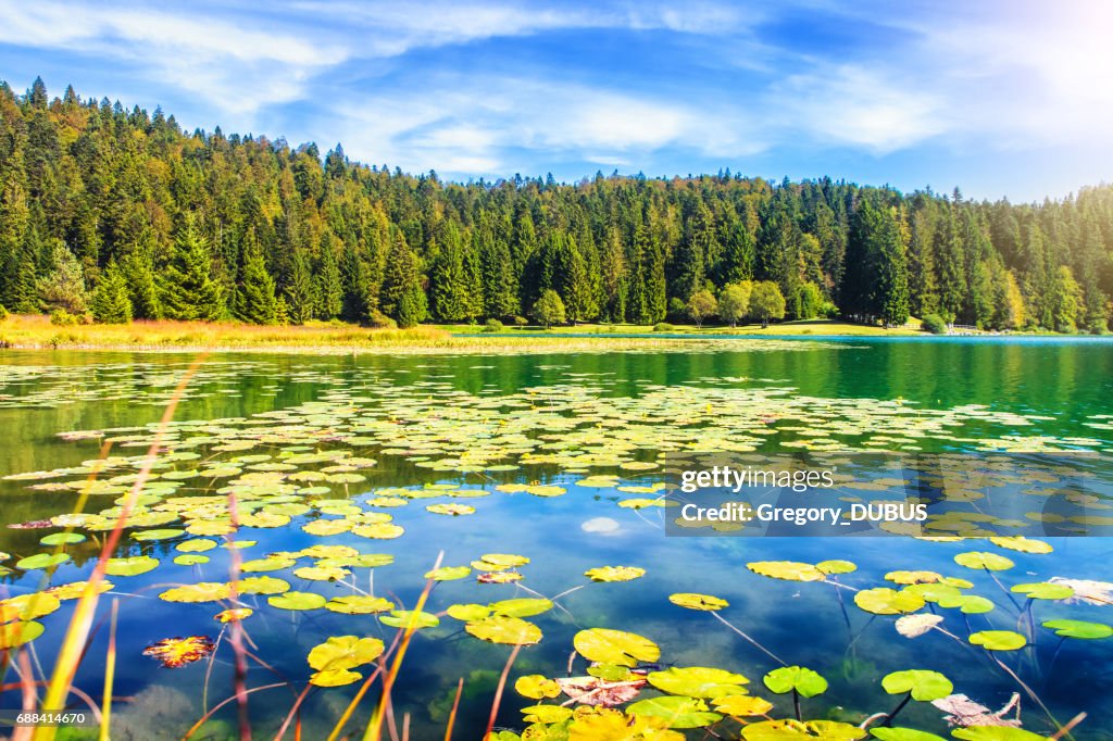 Wonderful small altitude french Genin lake in middle of wild pine forest in summer in Jura mountains