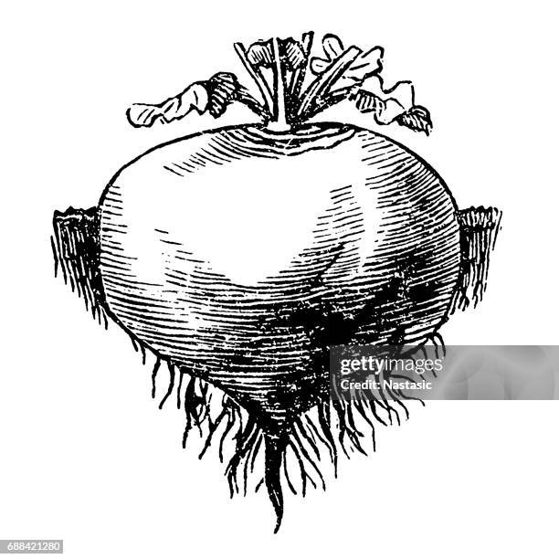white, round turnips - rutabaga stock illustrations