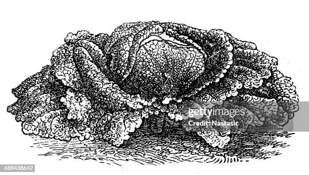 savoy cabbage - white cabbage isolated stock illustrations