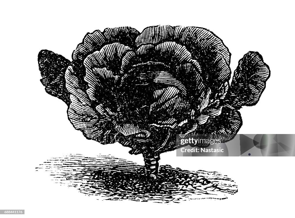 Black-red Erfurt cabbage