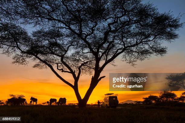 野生動物園 - 坦桑尼亞 個照片及圖片檔