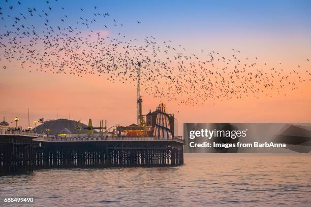 Flock of common starlings at Brighton, East Sussex, UK