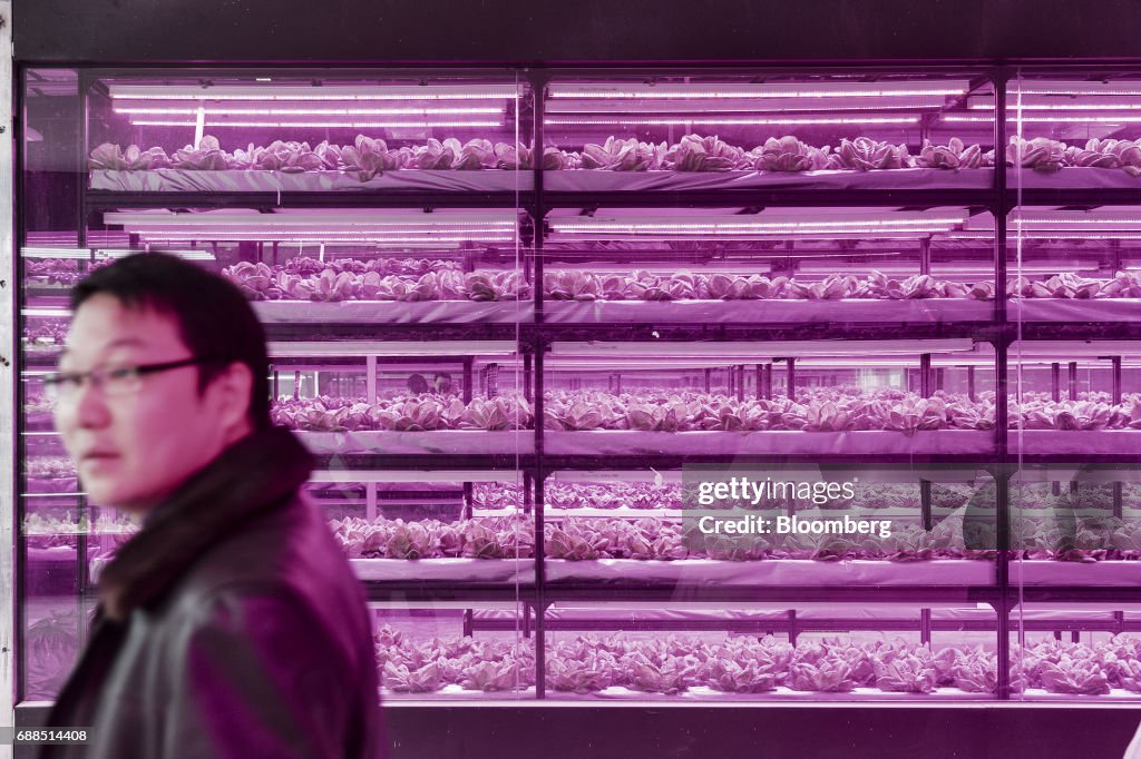 Government Funded Research On The Rooftop Greenhouse Of The Chinese Academy of Agricultural Science