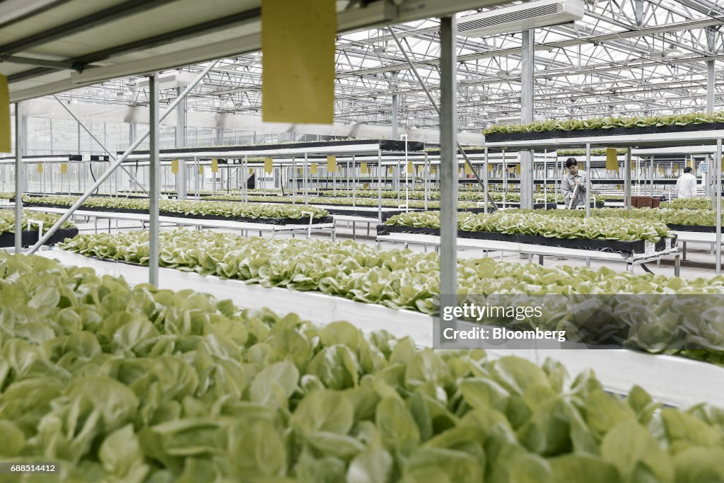 Government Funded Research On The Rooftop Greenhouse Of The Chinese Academy of Agricultural Science