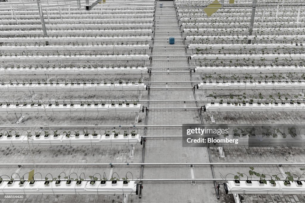 Government Funded Research On The Rooftop Greenhouse Of The Chinese Academy of Agricultural Science