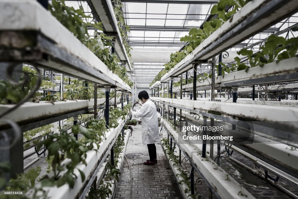 Government Funded Research On The Rooftop Greenhouse Of The Chinese Academy of Agricultural Science