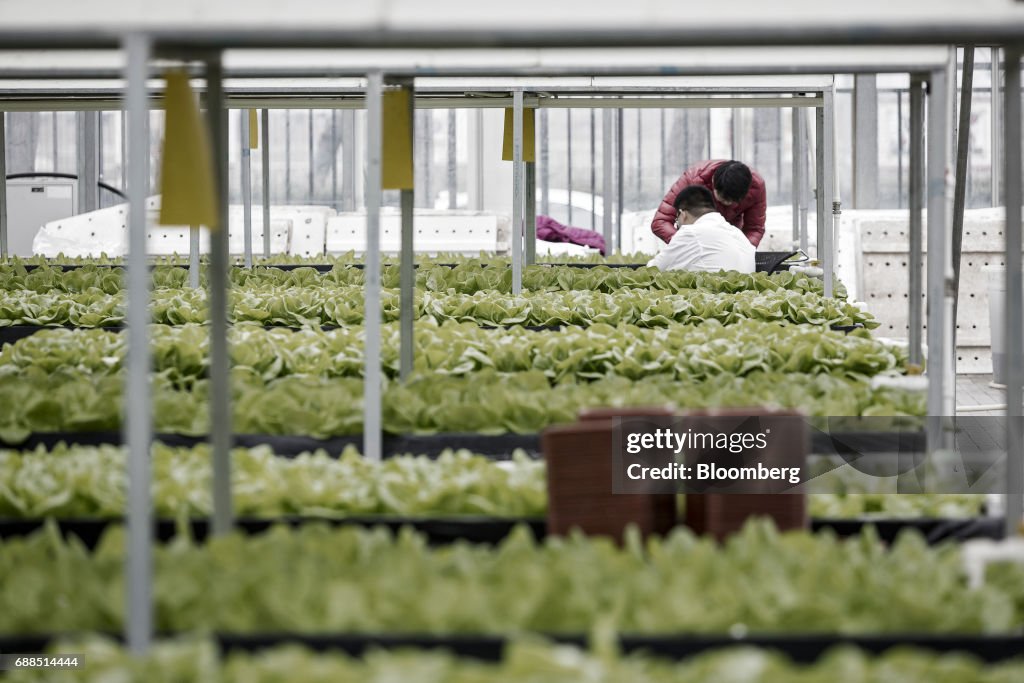 Government Funded Research On The Rooftop Greenhouse Of The Chinese Academy of Agricultural Science