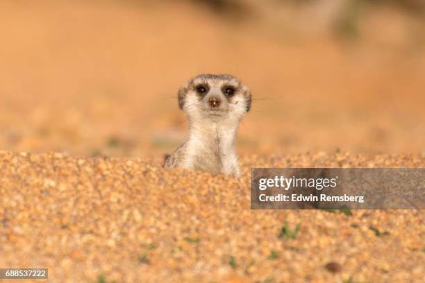 meerkat in namibian desert - meerkat stock pictures, royalty-free photos & images