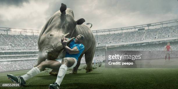 rugby player tackling rhino during match in outdoor stadium - strength adversity stock pictures, royalty-free photos & images