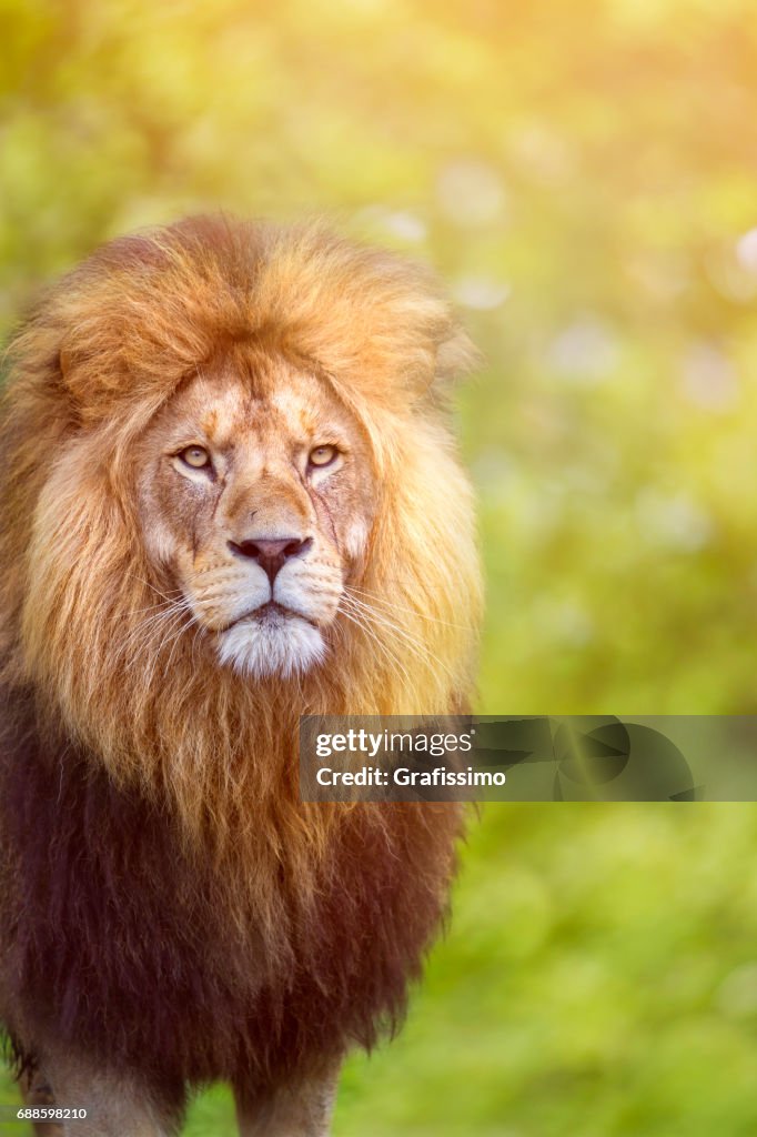 Leão macho Africano olhando