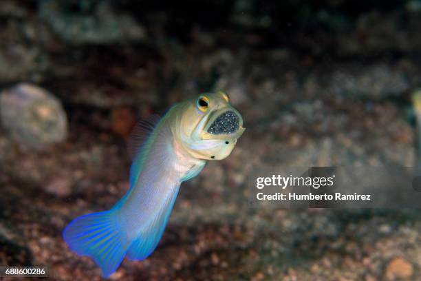 yellowhead jawfish. - trimma okinawae stock pictures, royalty-free photos & images