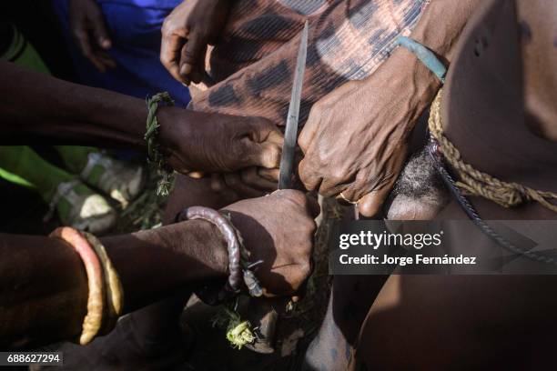 For the Yom tribe, the circumcision ceremony is a very important rite of passage from boys to men. Detail of the moment when they cut the penis skin...