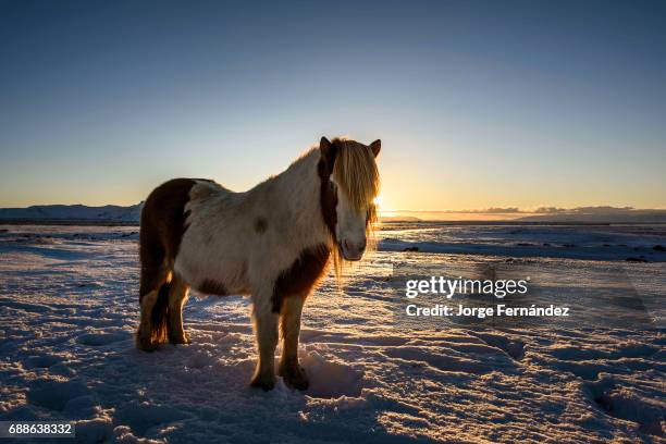 Icelandic horse on a snow-covered field at sunrise on a cold winter day.