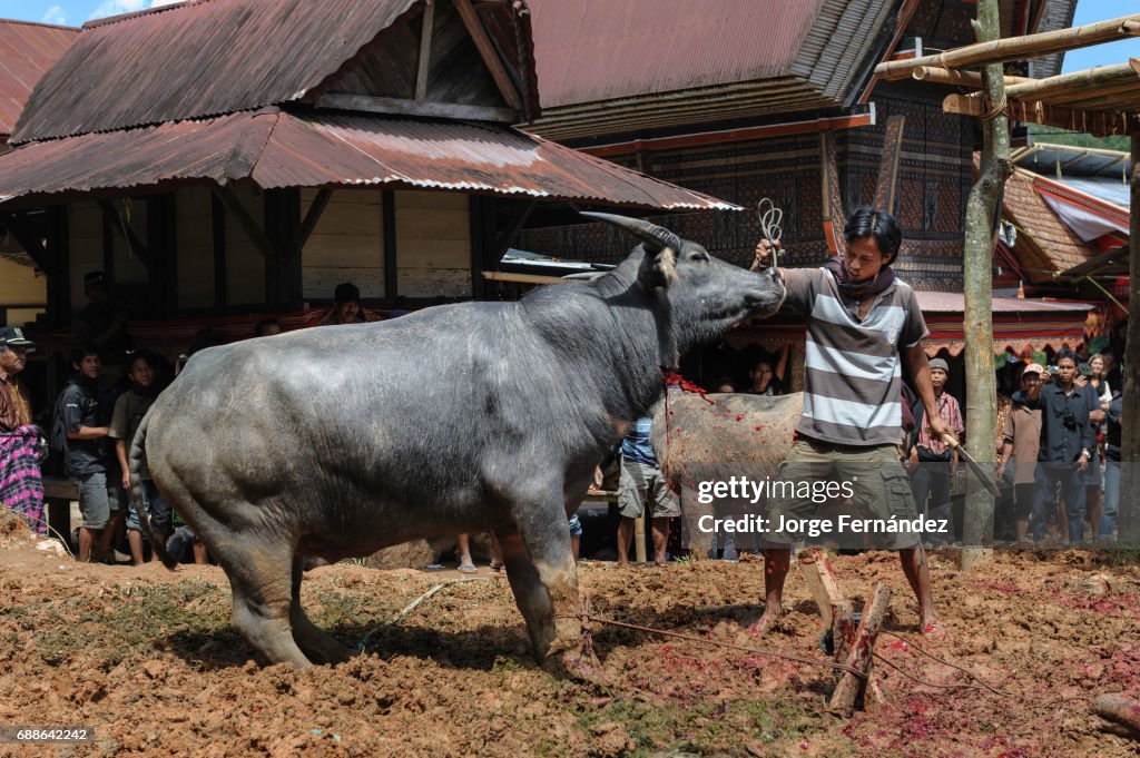 Bizarre Funeral Rites of the Tana Toraja