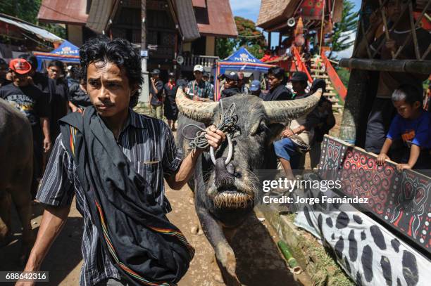 Toraja Ritual 63 Bizarre Funeral Rites Of The Tana Toraja Stock Photos, High-Res ...