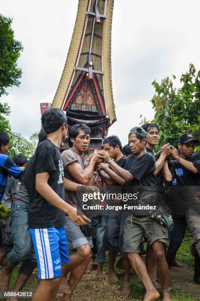 During a traditional ritual funeral of the Tana Toraja the men of the village carry the catafalque in a weird funeral procession in which the people...