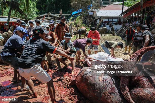 During a traditional ritual funeral of the Tana Toraja after all the animals are killed, the men skin and tear them to pieces in order to distribute...