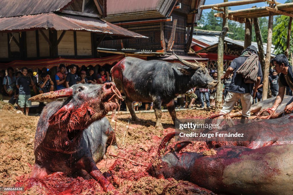 Bizarre Funeral Rites of the Tana Toraja