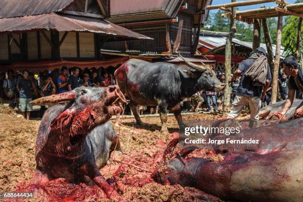 Men sacrificing water buffalos for the traditional funeral celebration of an old Tana Toraja woman. The richer was the deceased, the more buffalos...