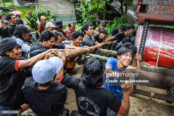 During a traditional ritual funeral of the Tana Toraja the men of the village carry the catafalque in a weird funeral procession in which the people...