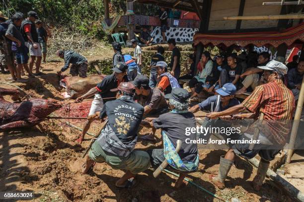 During a traditional ritual funeral of the Tana Toraja after all the animals are killed, the men skin and tear them to pieces in order to distribute...