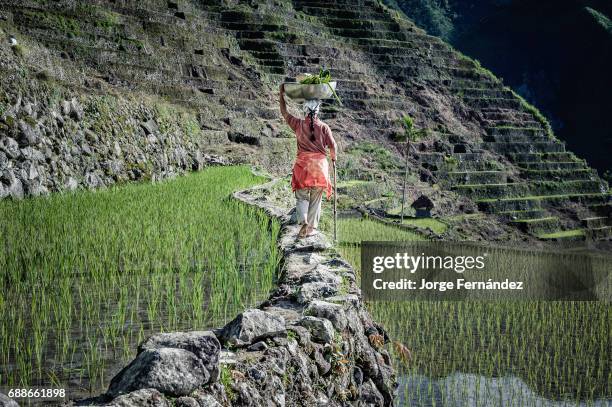 Woman walking along rice terraces.