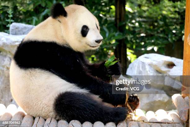 Giant panda eats rice dumplings ahead of the Dragon Boat Festival at Zhuyuwan Zoo on May 26, 2017 in Yangzhou, China. Rice dumplings for animals,...