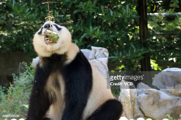 Giant panda eats rice dumplings ahead of the Dragon Boat Festival at Zhuyuwan Zoo on May 26, 2017 in Yangzhou, China. Rice dumplings for animals,...