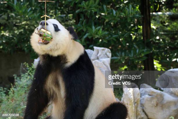 Giant panda eats rice dumplings ahead of the Dragon Boat Festival at Zhuyuwan Zoo on May 26, 2017 in Yangzhou, China. Rice dumplings for animals,...