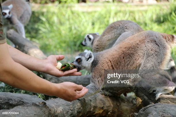 Lemurs eat rice dumplings ahead of the Dragon Boat Festival at Zhuyuwan Zoo on May 26, 2017 in Yangzhou, China. Rice dumplings for animals, specially...