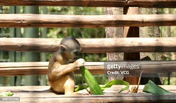 Monkey eats rice dumplings ahead of the Dragon Boat Festival at Zhuyuwan Zoo on May 26, 2017 in Yangzhou, China. Rice dumplings for animals,...