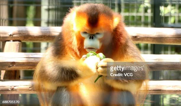 Golden monkey eats rice dumplings ahead of the Dragon Boat Festival at Zhuyuwan Zoo on May 26, 2017 in Yangzhou, China. Rice dumplings for animals,...