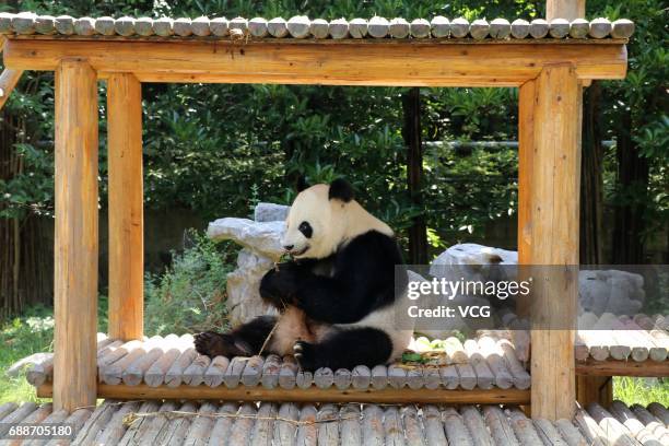 Giant panda eats rice dumplings ahead of the Dragon Boat Festival at Zhuyuwan Zoo on May 26, 2017 in Yangzhou, China. Rice dumplings for animals,...