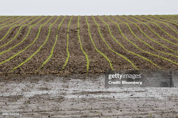 Corn grows beyond a washed out section of a field near Malden, Illinois, U.S., on Thursday May 25, 2017. In the past 30 days, about 40 percent of the...