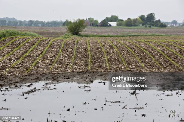 Corn grows near a flooded section of a field near Malden, Illinois, U.S., on Thursday May 25, 2017. In the past 30 days, about 40 percent of the...