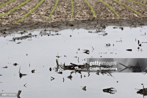 Corn grows near a flooded section of a field near Malden, Illinois, U.S., on Thursday May 25, 2017. In the past 30 days, about 40 percent of the...