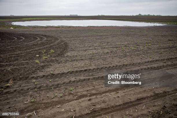 Tracks from farm machinery mar the soil near an area of standing water in an agricultural field in Paw Paw, Illinois, U.S., on Thursday May 25, 2017....