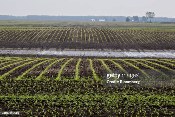 Washed out section divides young corn plants in a field near Paw Paw, Illinois, U.S., on Thursday May 25, 2017. In the past 30 days, about 40 percent...