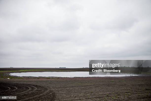 Water sits on top of an agricultural field in Paw Paw, Illinois, U.S., on Thursday May 25, 2017. In the past 30 days, about 40 percent of the Midwest...