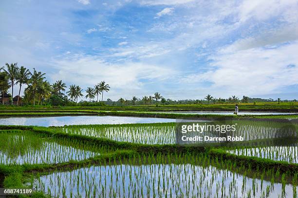rice paddies, bali, indonesia - rice paddy fotografías e imágenes de stock