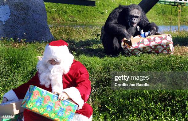 Chimpanzee unwraps a Christmas present December 21, 2001 as Ernie Cowan, dressed as Santa Claus, delivers more gifts at the Lion Country Safari in...