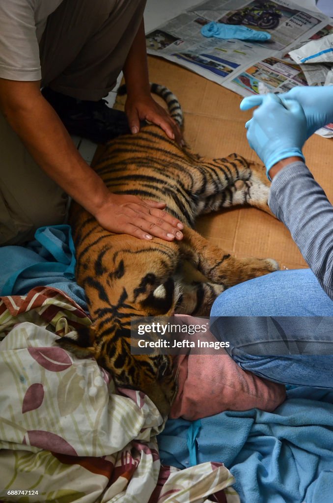 BKSDA Officers Seen Taking Care Of The Sick Sumatran Tiger Cub In Pekanbaru