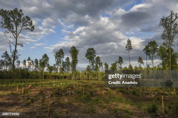 View from Bialowieza forest, an Unesco natural world heritage site, after logging in Bialowieza, Poland on May 26, 2017.