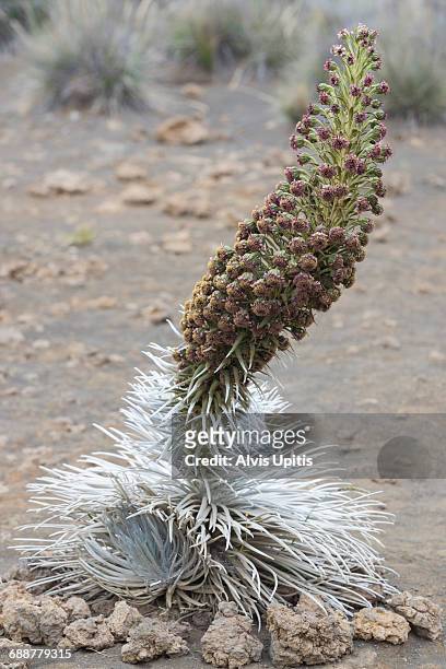 blooming silver sword cactus atop mauna kea, hi - argyroxiphium sandwicense stock-fotos und bilder