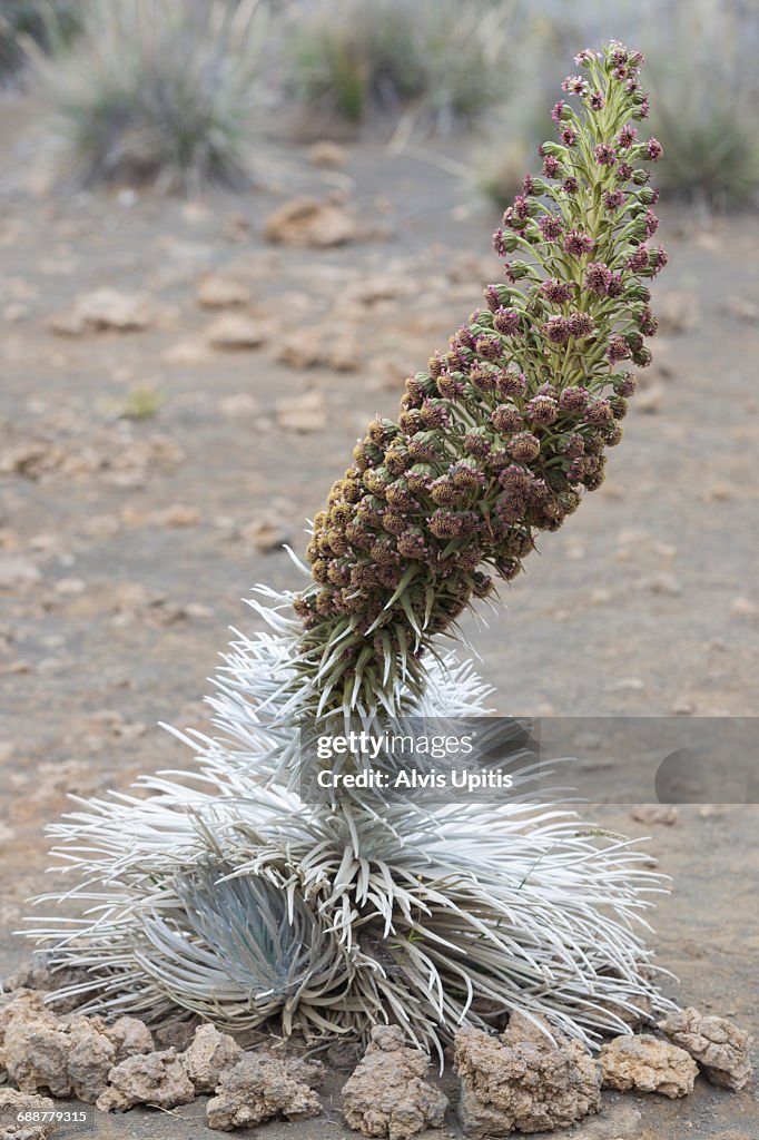 Blooming silver sword cactus atop Mauna Kea, HI