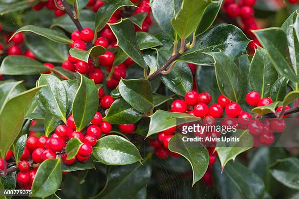 holly plant and berries - coupeville stock pictures, royalty-free photos & images