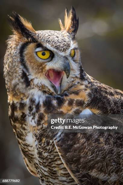 great horned owl screech - mocho orelhudo - fotografias e filmes do acervo